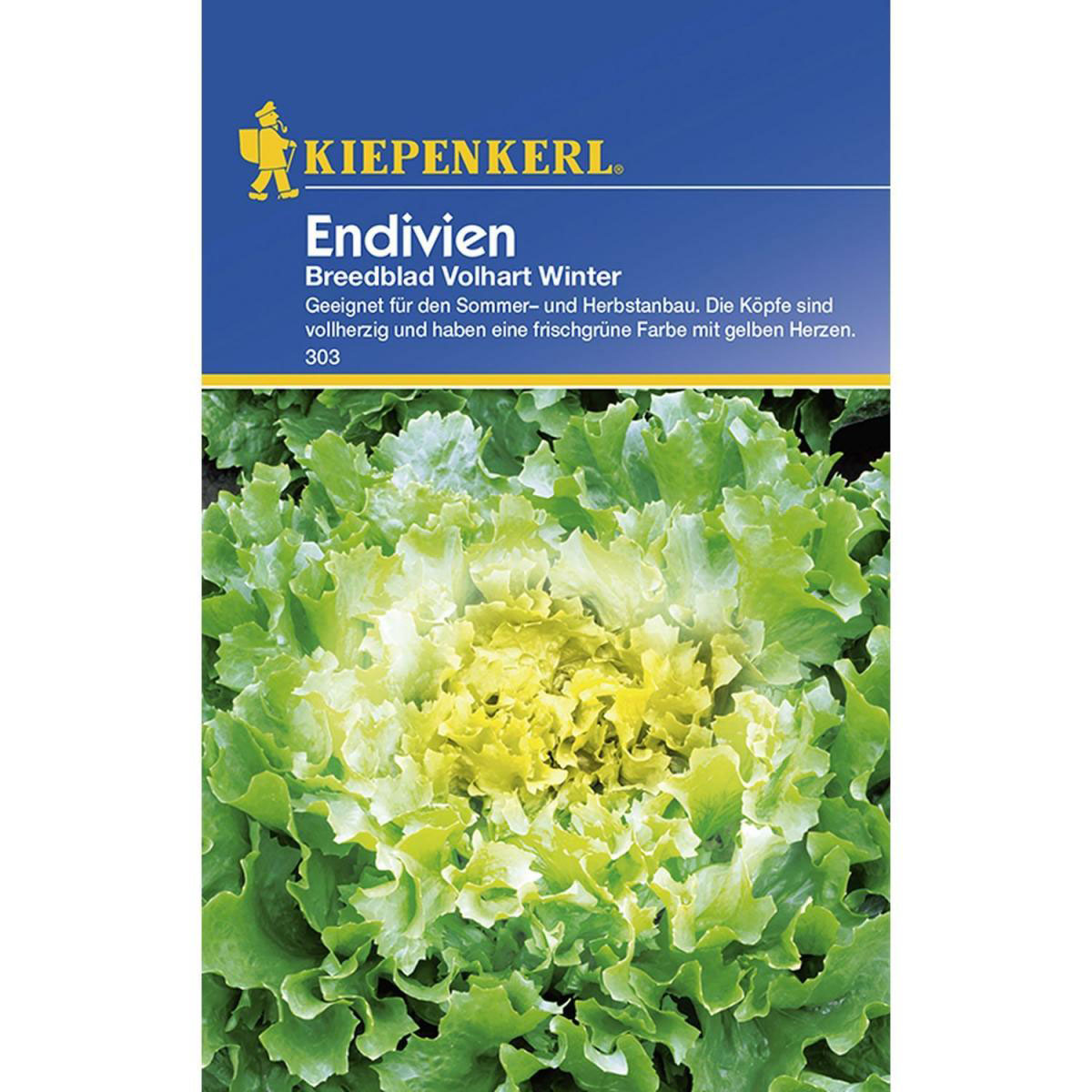 Kiepenkerl Endivien Breedblad Volhart Winter Bild 1