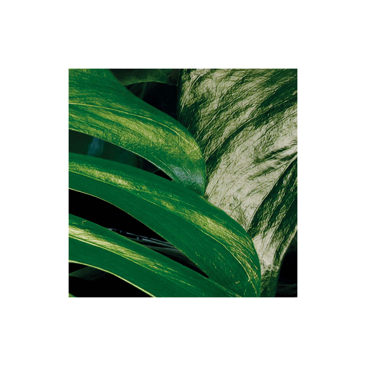 Komar  Vlies Fototapete Tropical Wall Panel 100x250 cm Bild 9