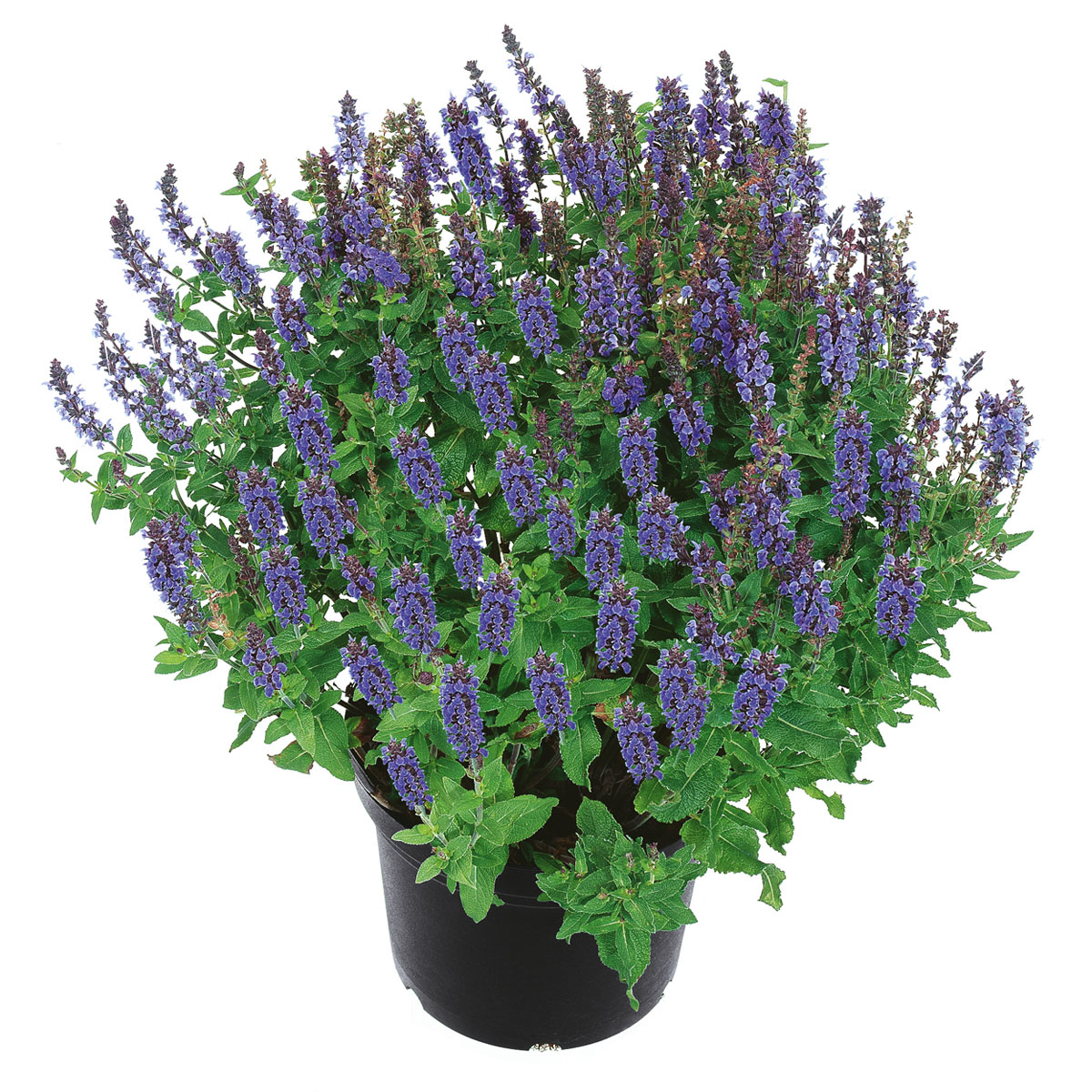 Plantiflor  Stauden Topf- Durchmesser 17 cm Bild 2