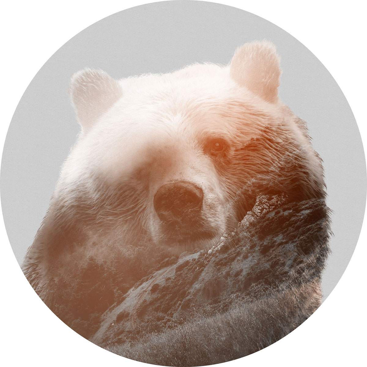 Komar  Selbstklebende Vlies Fototapete rund Bearava Durchmesser 125 cm Bild 2