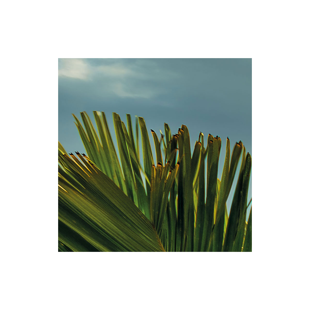 Komar  Vlies Fototapete Garten der Versuchung 450x280 cm Bild 7