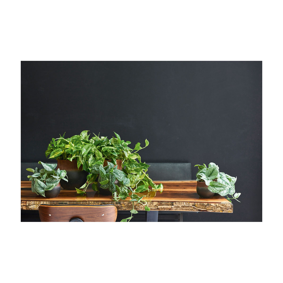 Plantiflor  Efeutute Topf Durchmesser 12 cm Bild 4