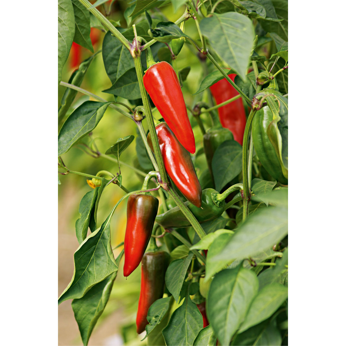 Plantiflor Gourmet Türkische Gewürzpaprika Sumher F1 rot T11 Bild 3