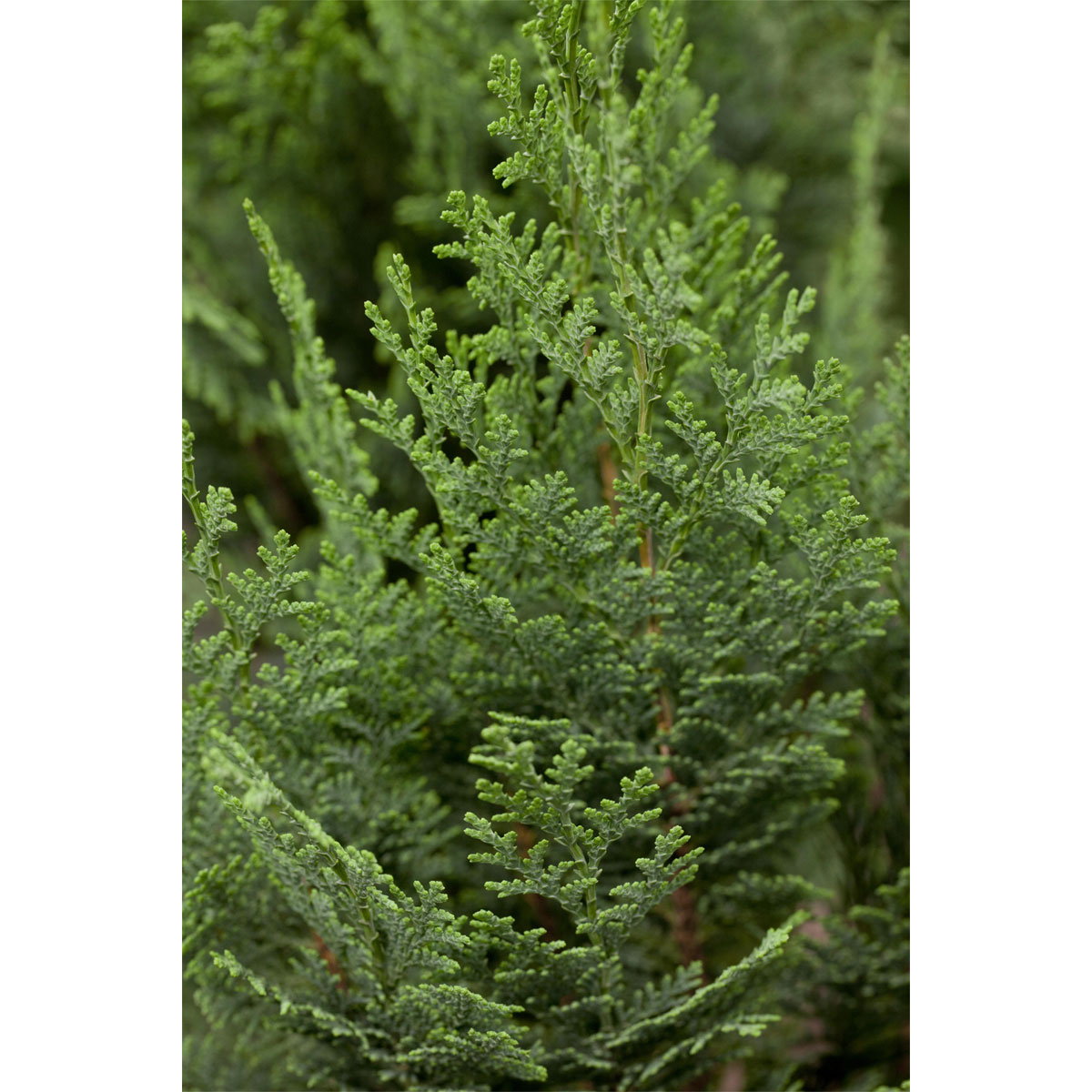 Plantiflor Blaue Scheinzypresse Columnaris Topf Durchmesser 23 cm Bild 1