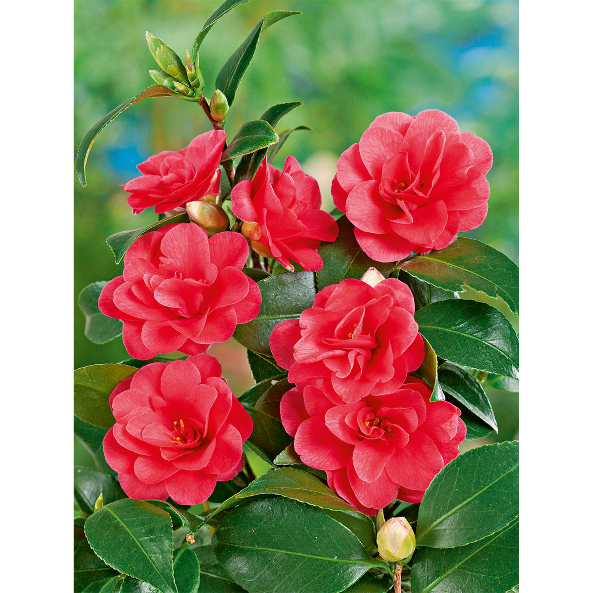 Japanische Kamelie Topf Durchmesser 15 cm Bild 1