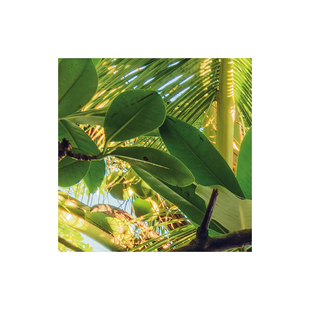 Komar  Vlies Fototapete Piratenversteck 450x280 cm Bild 3