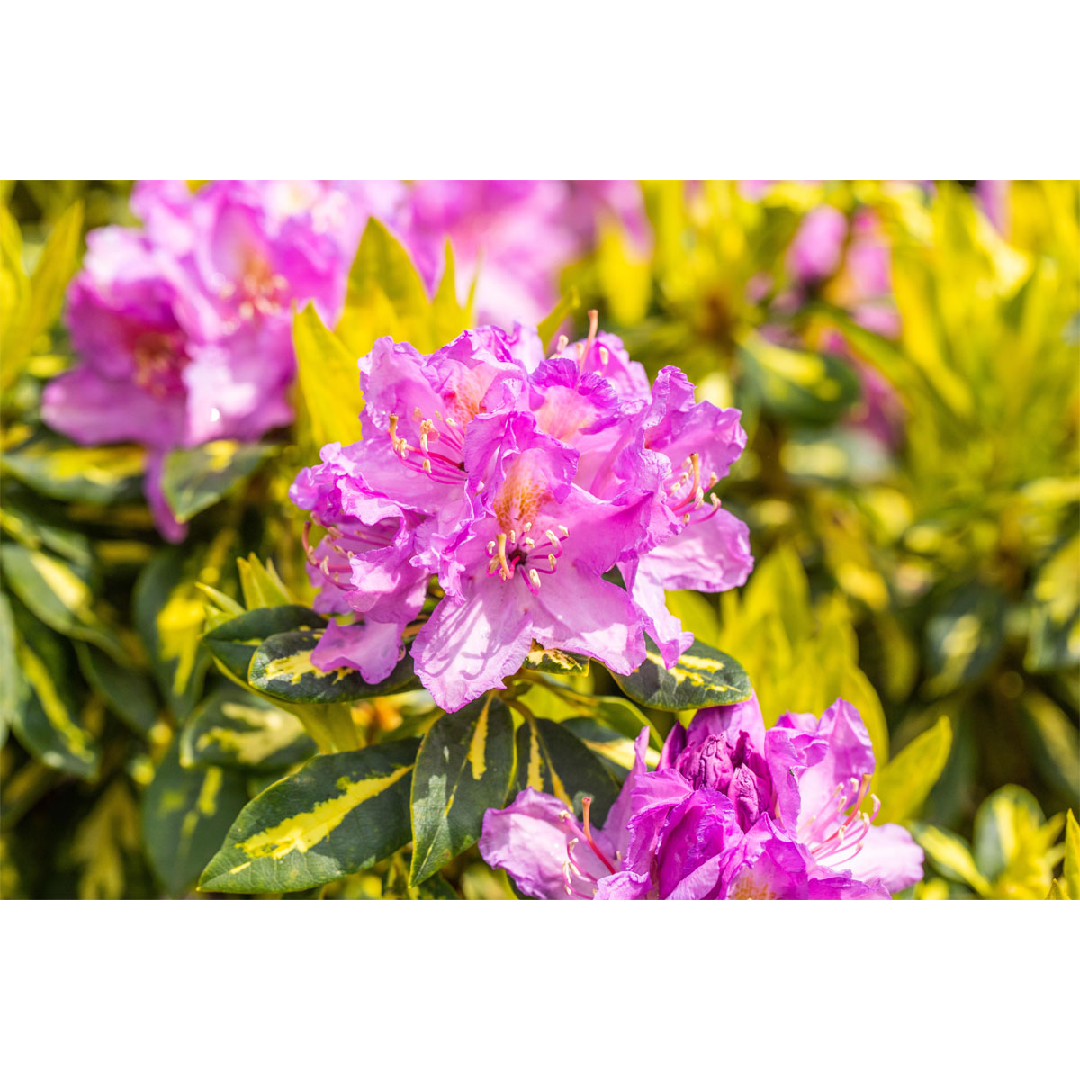 Plantiflor Alpenrose Goldflimmer Topf Durchmesser 23 cm