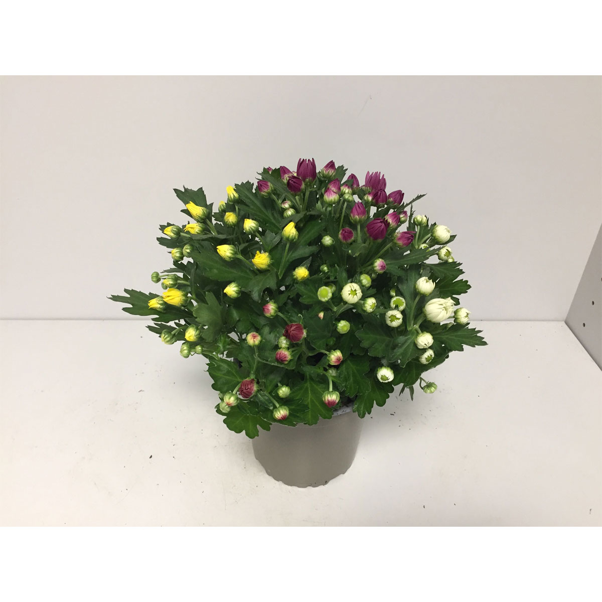 Plantiflor  Chrysantheme T13 4 Farben Bild 2