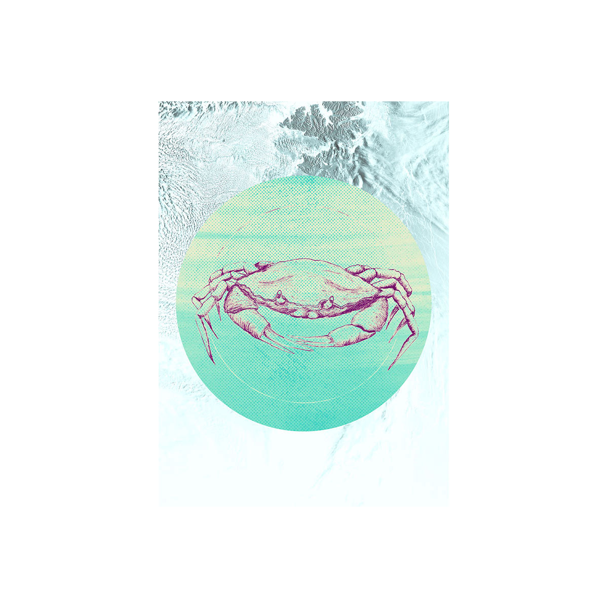 Komar  Wandbild Crab Sea 30x40 cm Bild 2