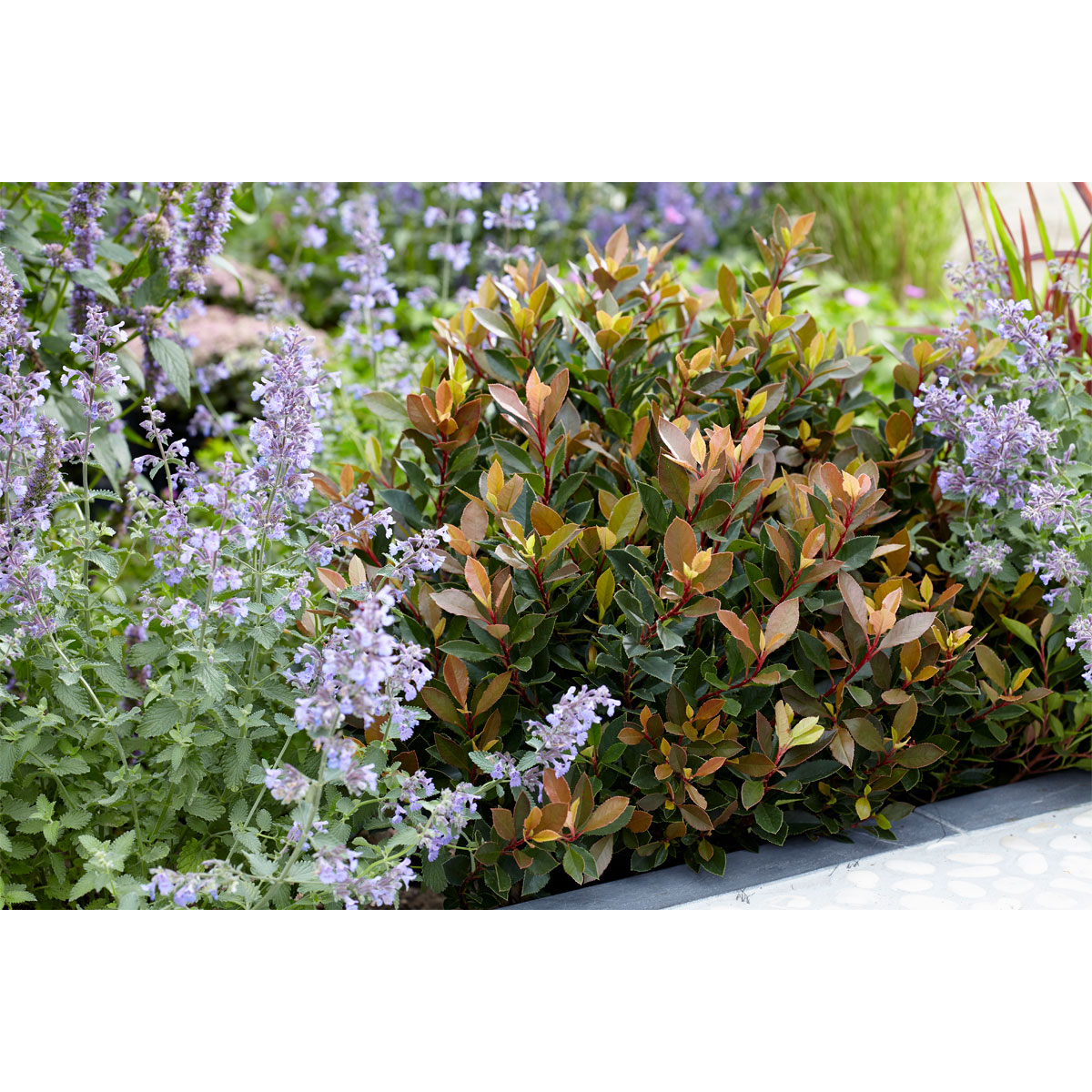 Plantiflor Glanzmispel Chico Topf Durchmesser 23 cm