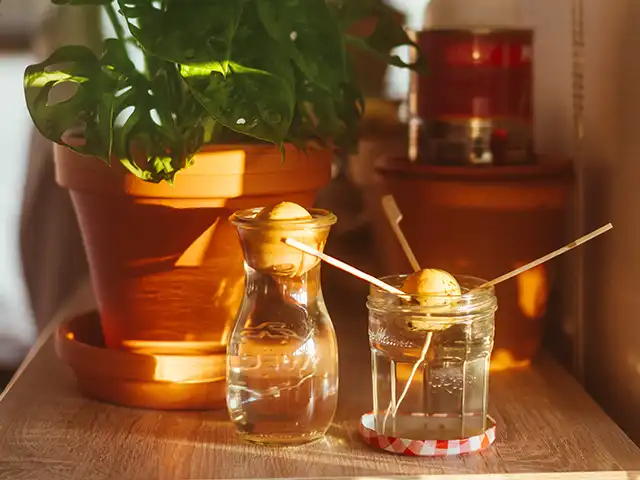 Ein Avocadokern treibt in einem Wasserglas, umgeben von Topfpflanzen auf einem Tisch.