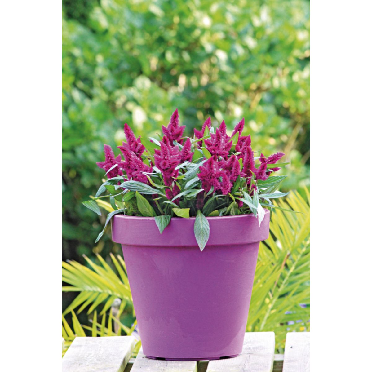 Celosia Caracus T12