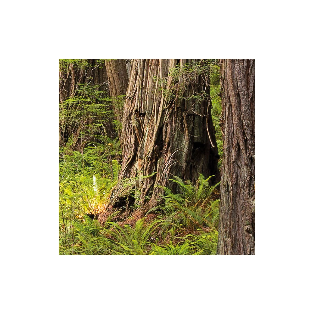 Komar  Vlies Fototapete Redwood Trail 450x280 cm Bild 7