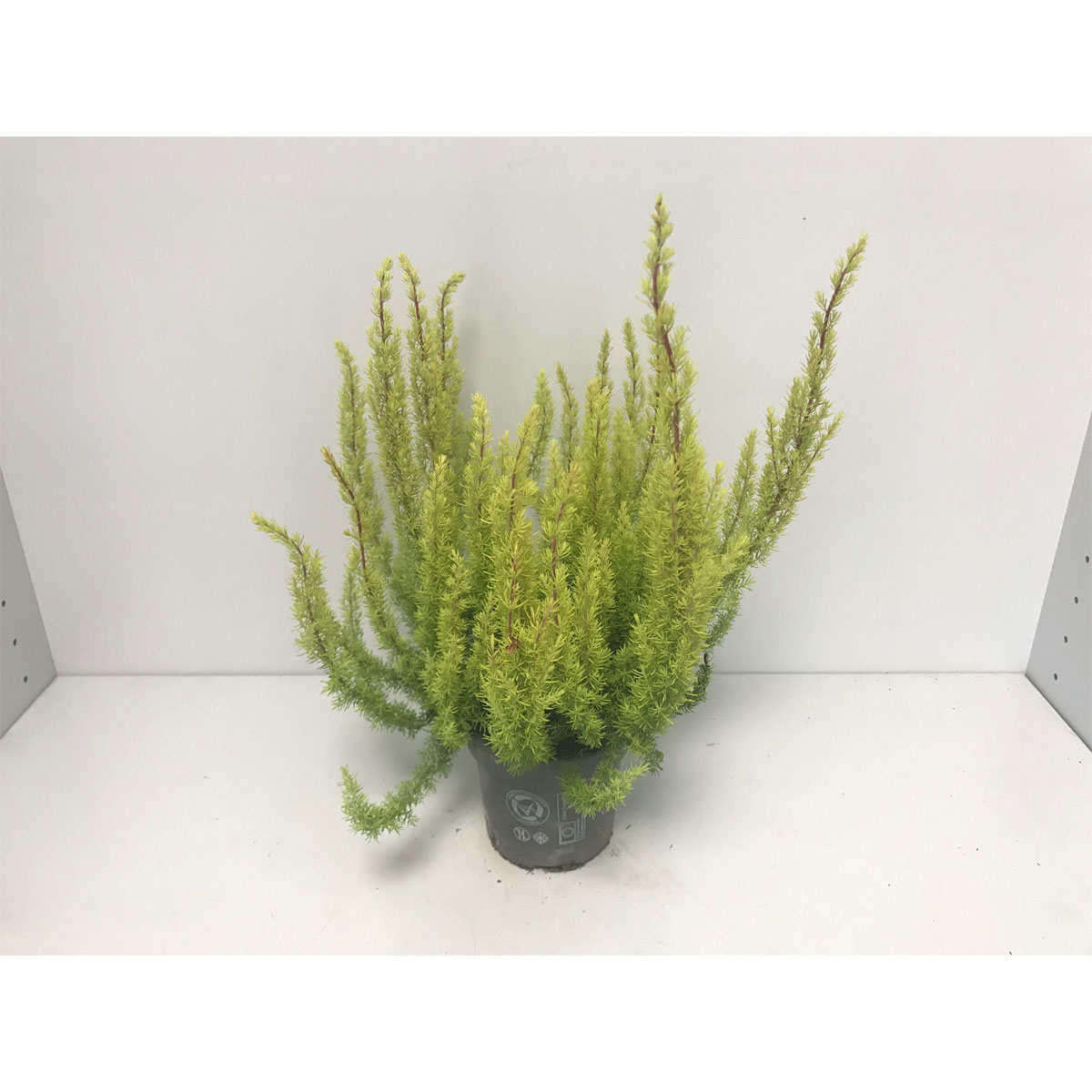 Baumheide Alberts Gold T11