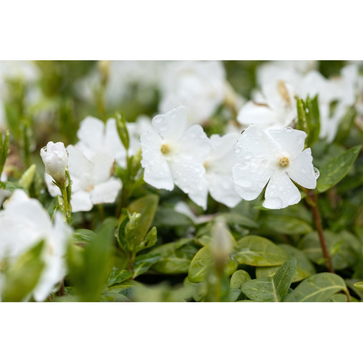 Plantiflor Kleinblättriges Immergrün weiß Topf Durchmesser 15 cm