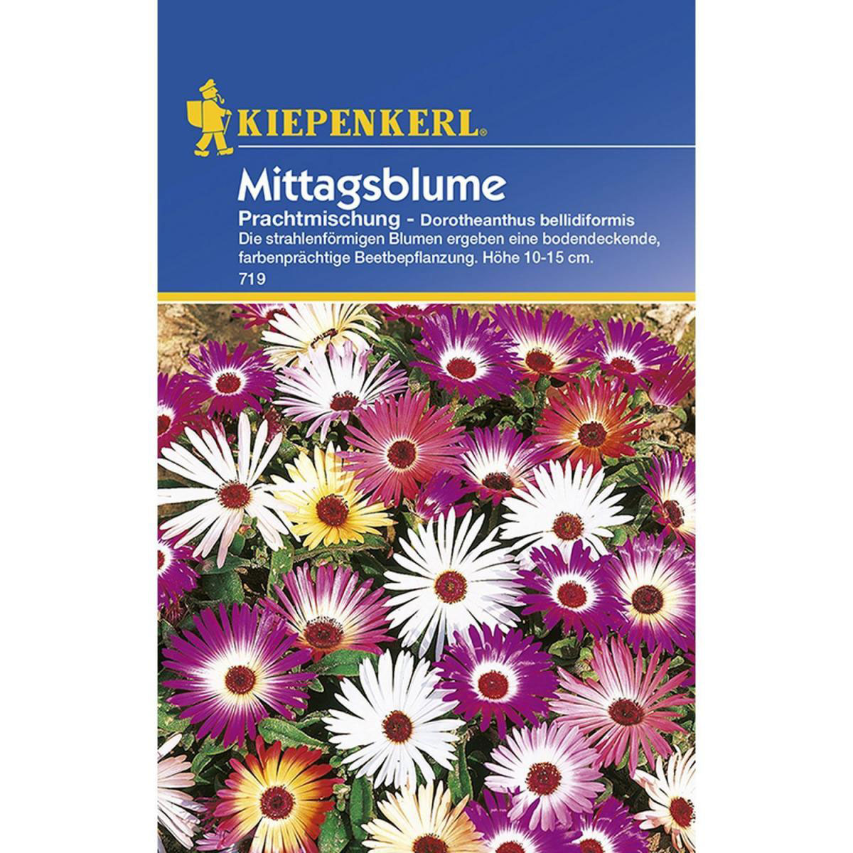 Kiepenkerl Mittagsblumen Dorotheantus Mischung Bild 1
