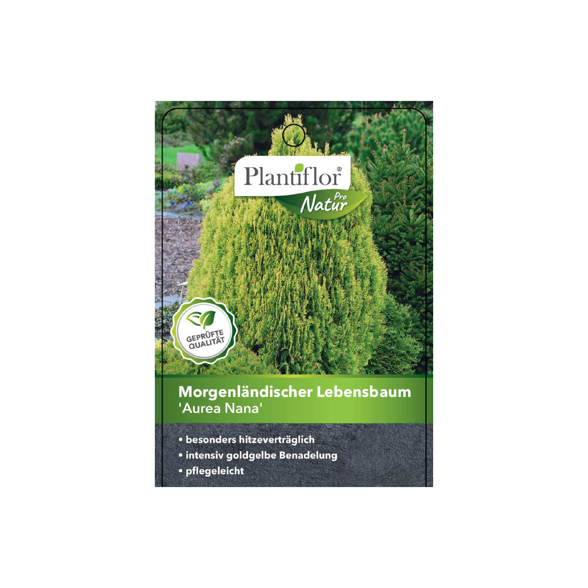 Plantiflor Gelber Zwerg-Lebensbaum Aurea Nana Topf Durchmesser 17 cm