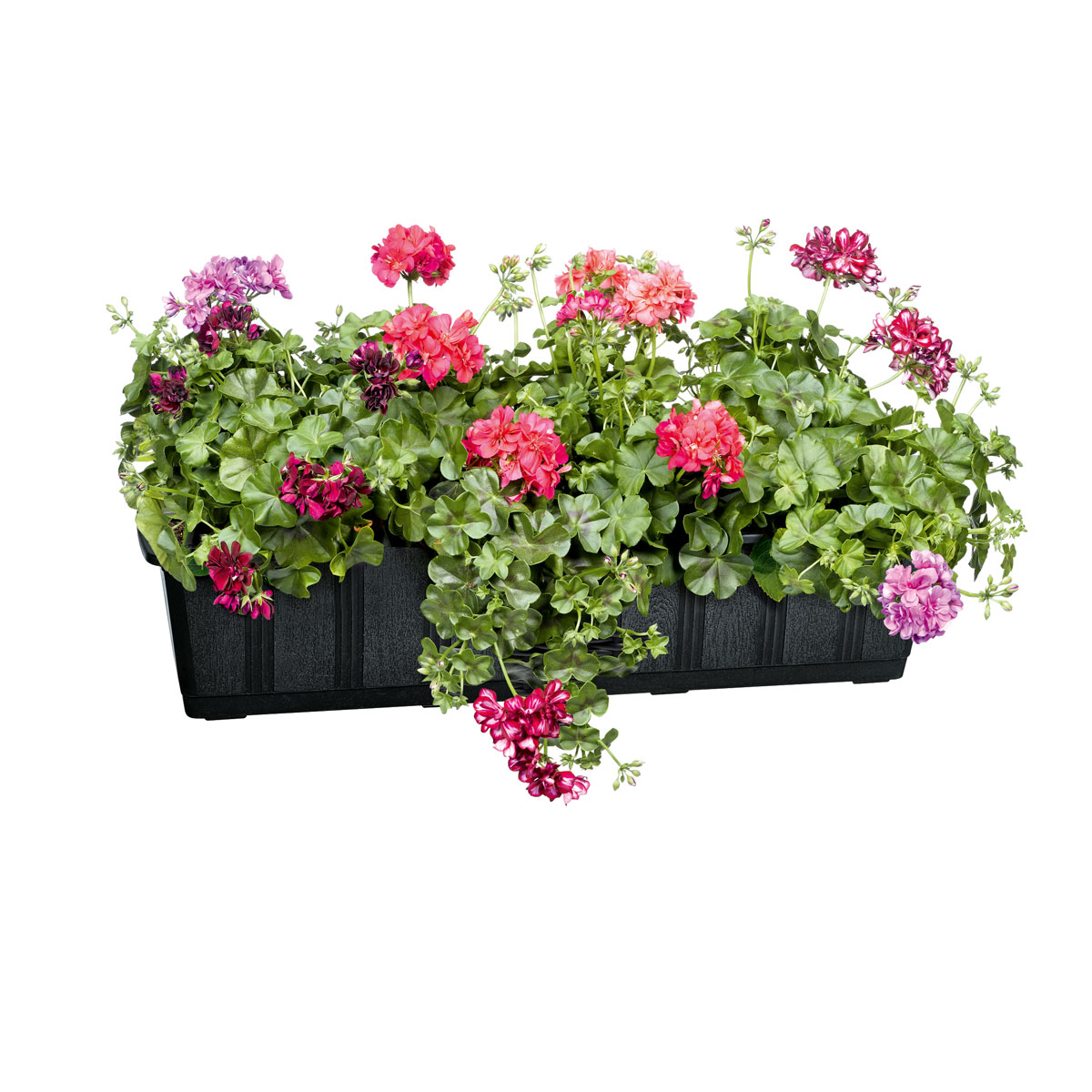 Geli Blumenkasten Aqua-Green plus anthrazit 60 cm Bild 3