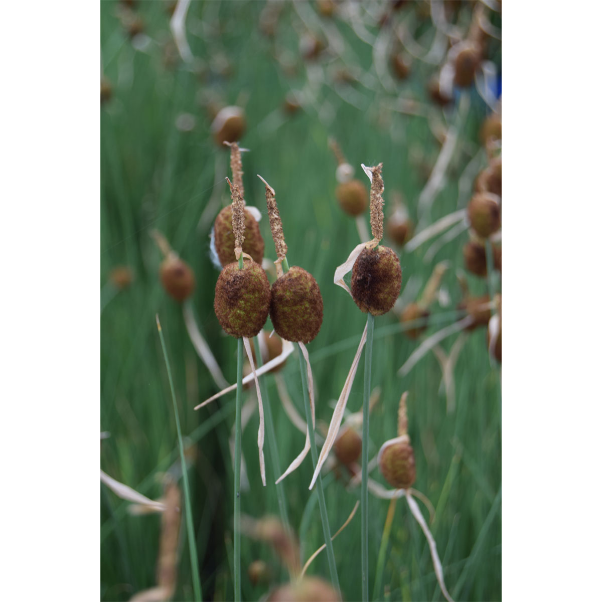 Plantiflor  Zwerg-Rohrkolben Topf Durchmesser 13 cm