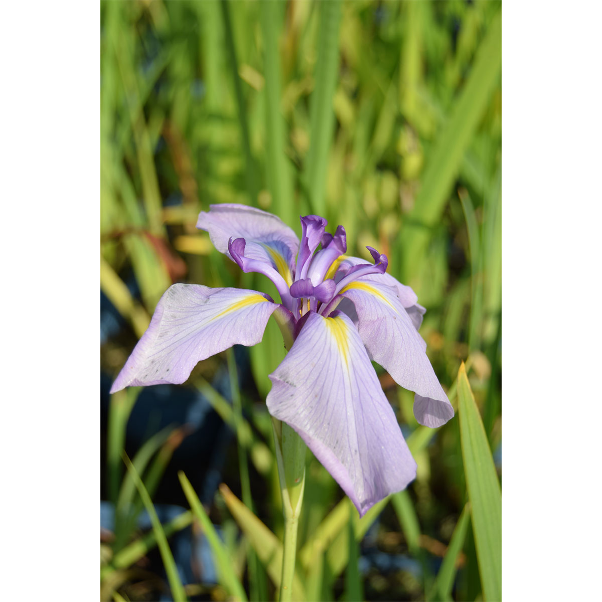 Plantiflor  Iris Topf Durchmesser 13 cm