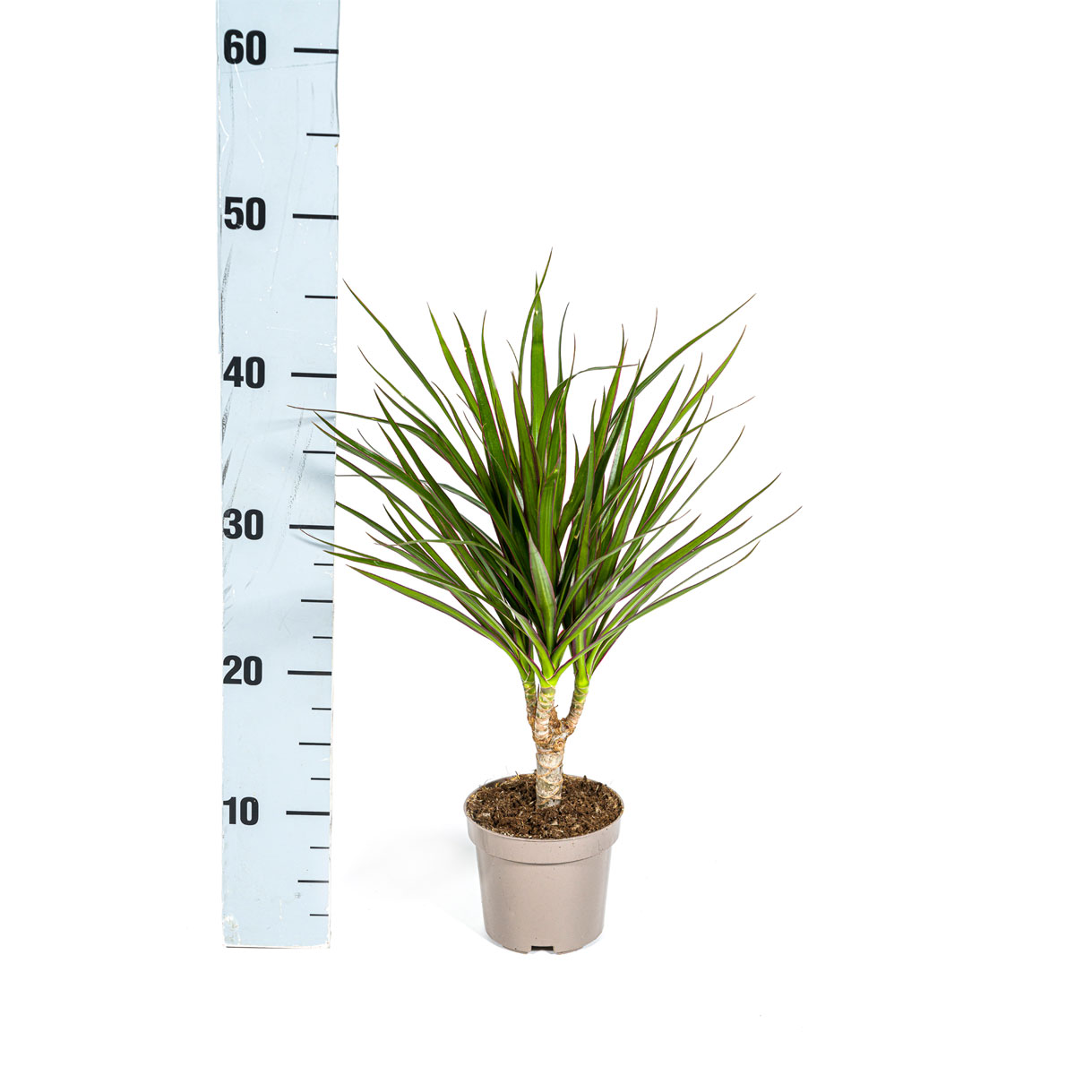 Gerandeter Drachenbaum „Green“, 4 Stück, Topf Ø 12 cm Bild 2