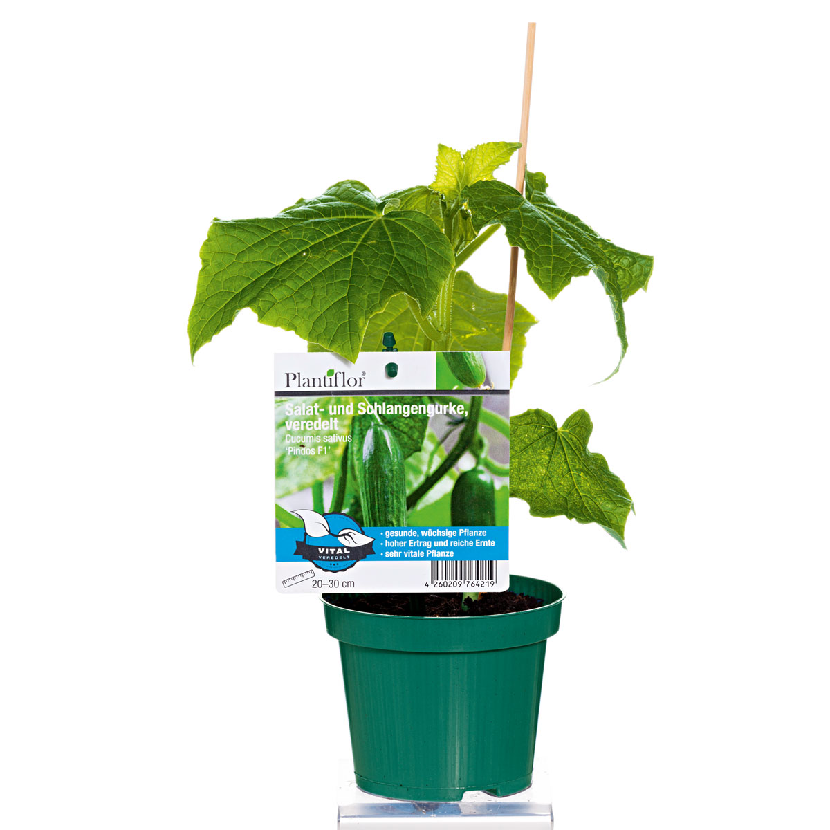 Plantiflor Verdelte Gurke Topf Durchmesser 12 cm