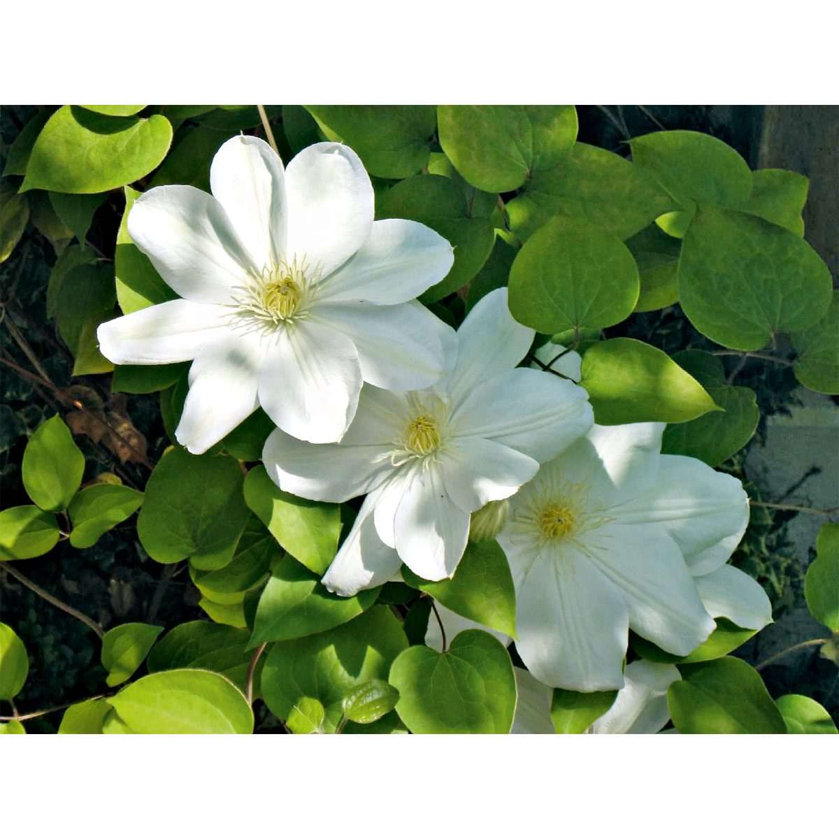 Plantiflor  Clematis Mme Le Coultre Topf Durchmesser 17 cm