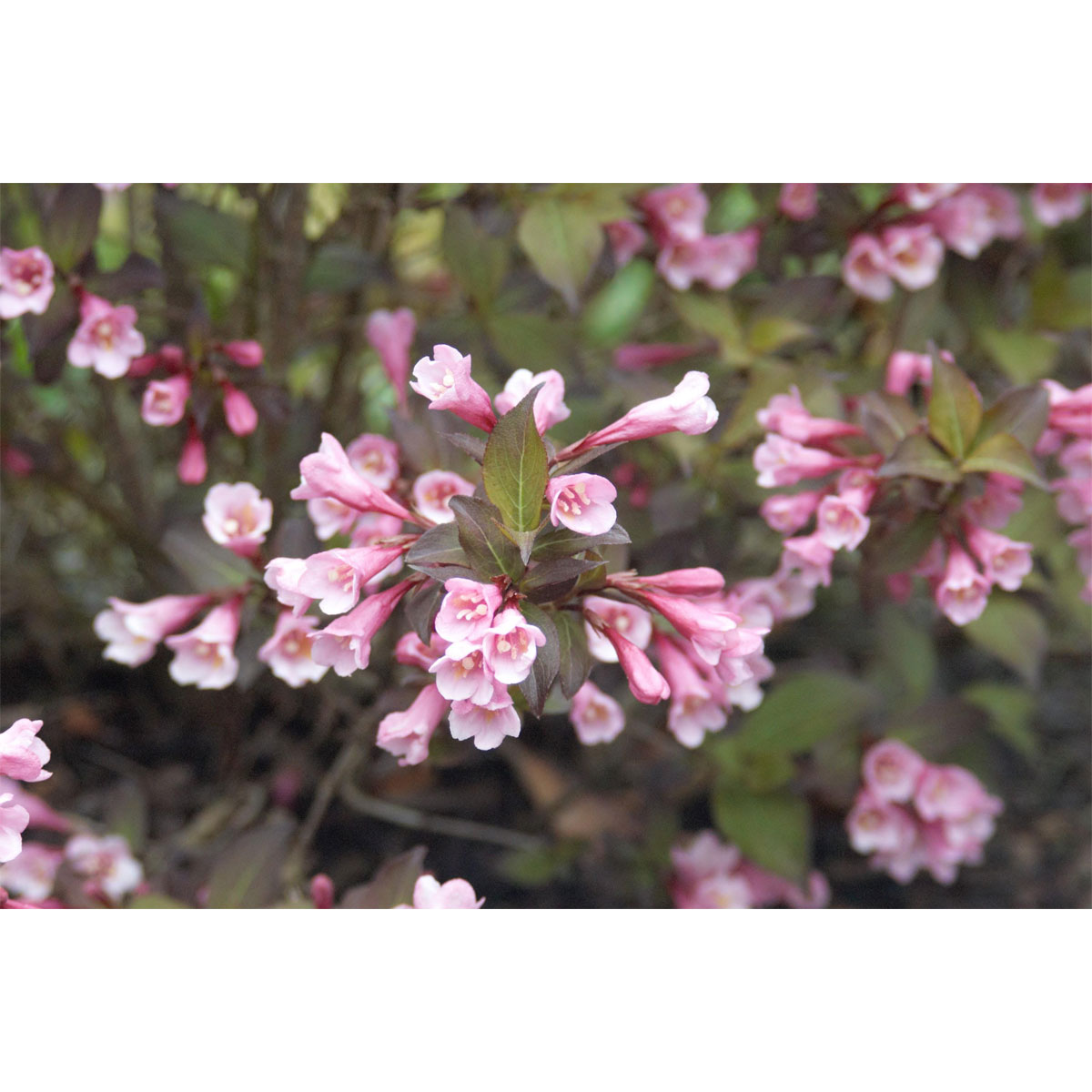 Plantiflor Rotblättrige Weigelie Purpurea Topf Durchmesser 19 cm