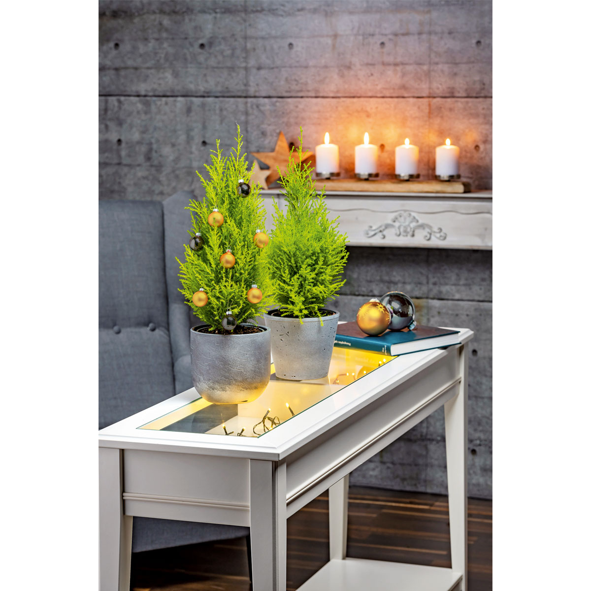 Plantiflor  Zuckerhutfichte 80-100 cm Bild 2