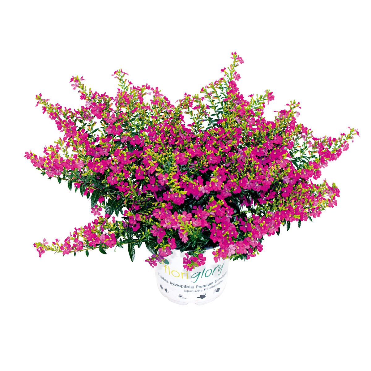 Plantiflor  Japanische Scheinmyrthe Flori Glory Topf 11 cm