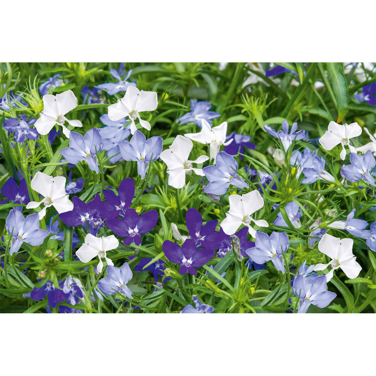 Plantiflor  Männertreu Topf Durchmesser 10,5 cm Bild 6