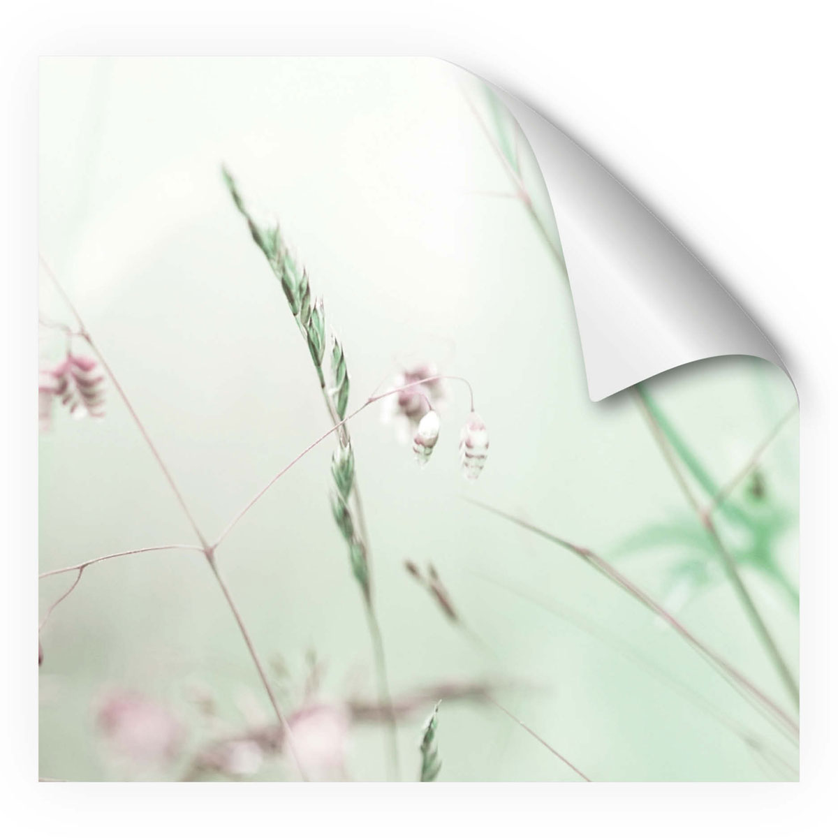 MySpotti Fixy KüchenrückwandfolieWildblumen Bild 2