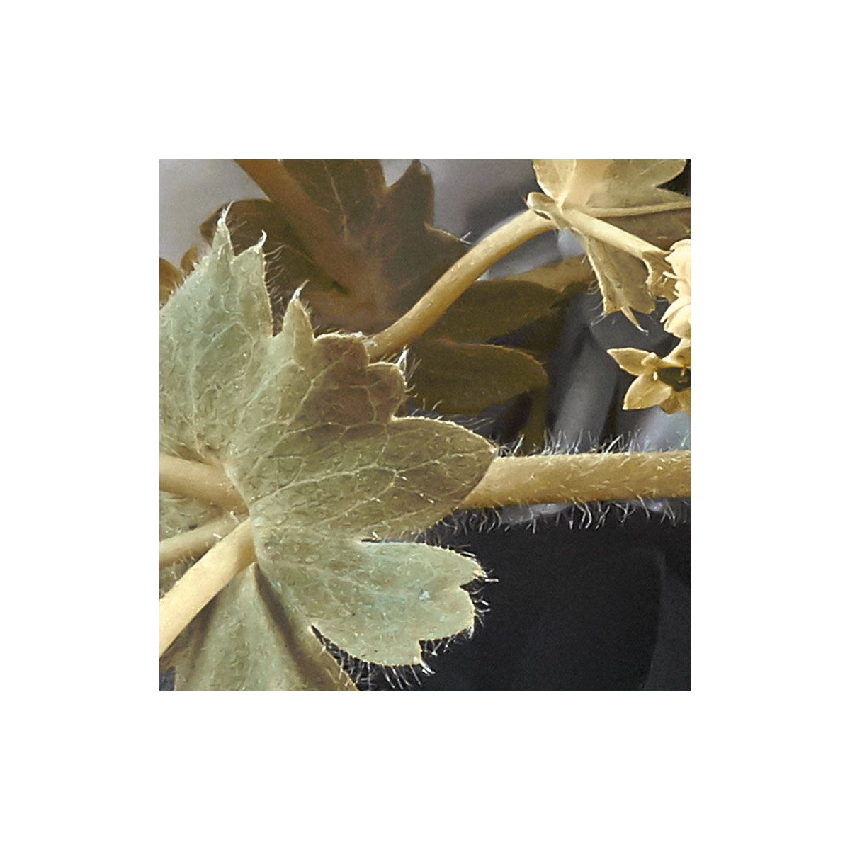 Komar  Vlies Fototapete Gentle Bloom 200x250 cm Bild 4