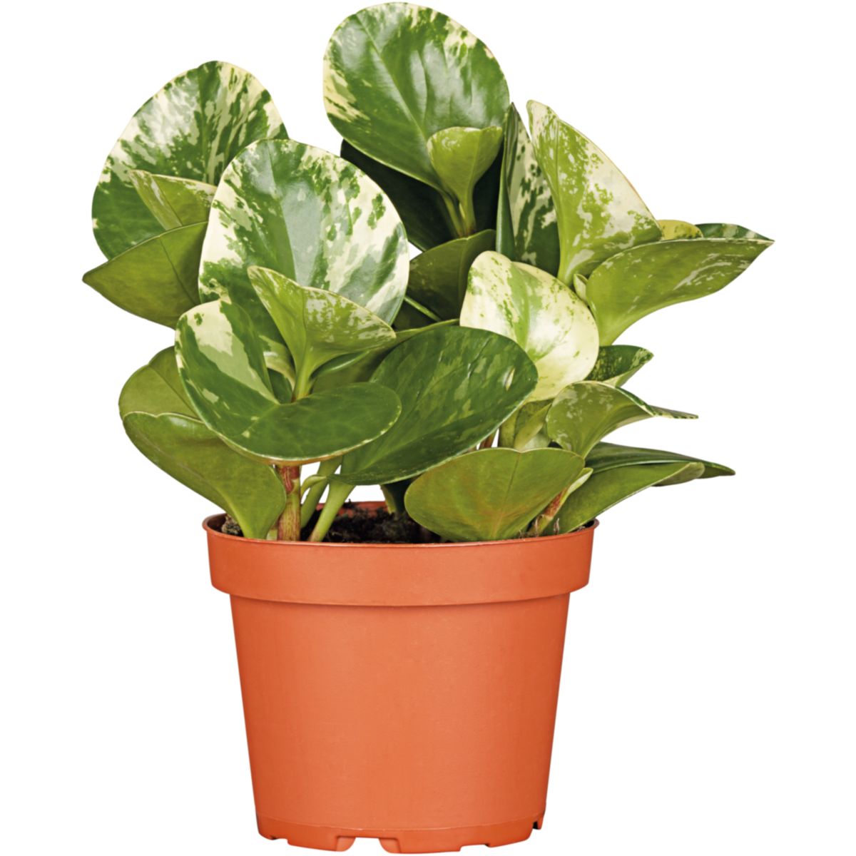 Plantiflor Zwergpfeffer bunt 15-20 cm T12