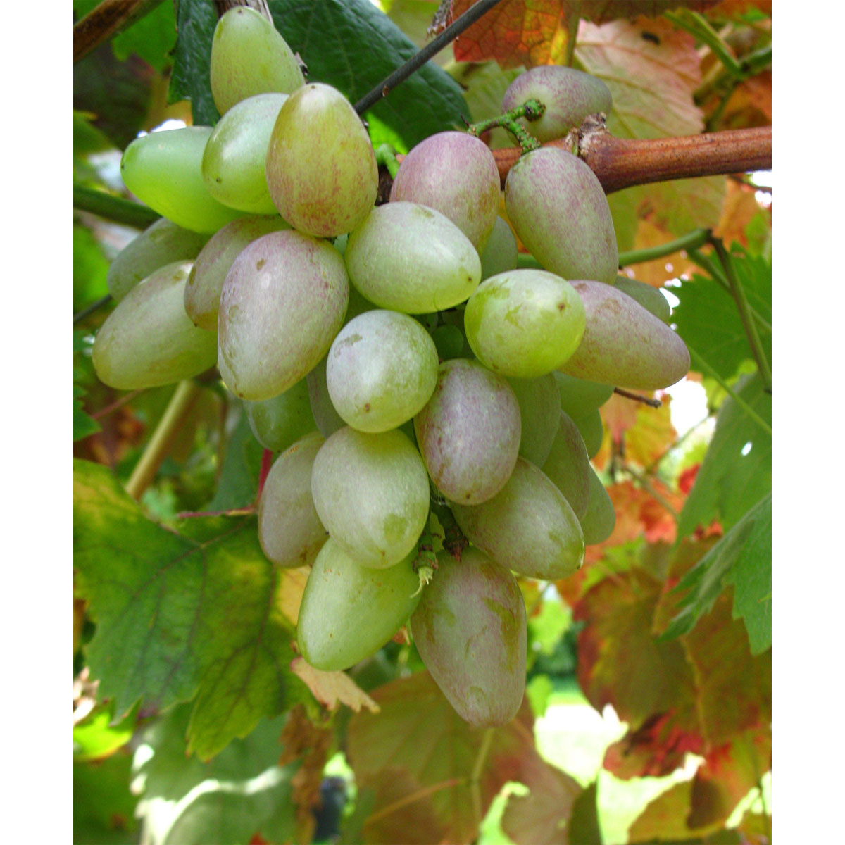 Weinrebe Suffolk Red rot