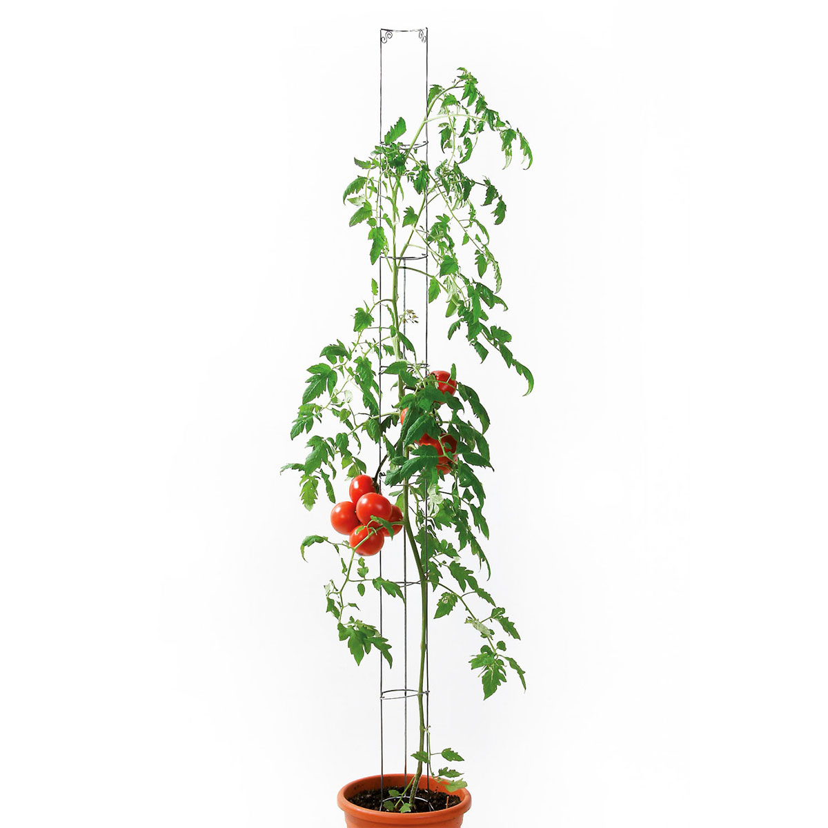 Tomatensäule 9 x 160 cm Bild 3