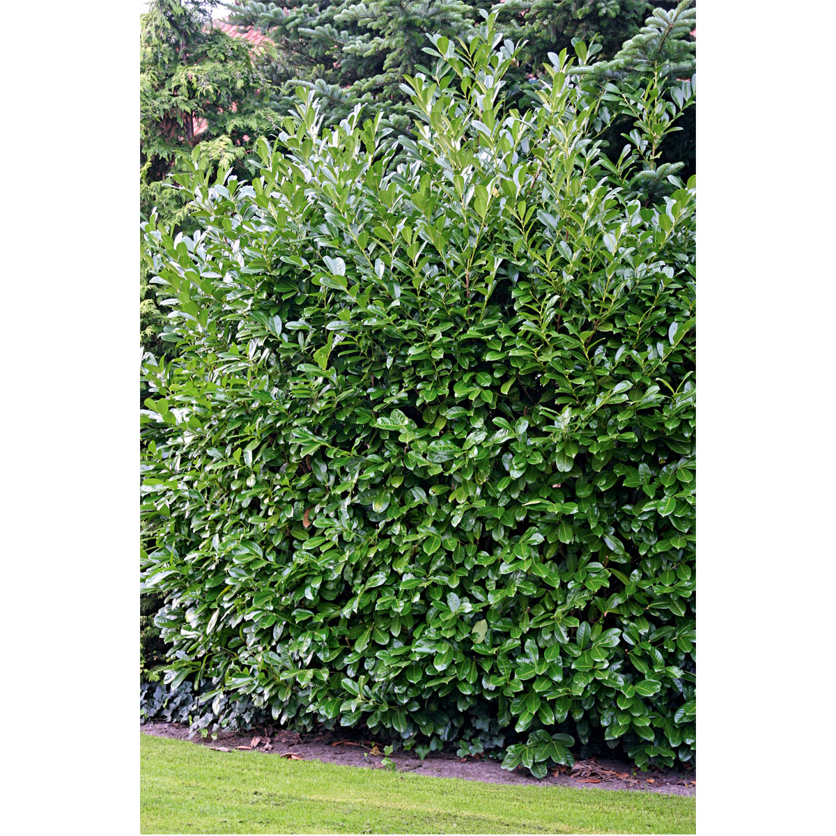 Plantiflor  Kirschlorbeer Novita 30-40 cm Bild 2