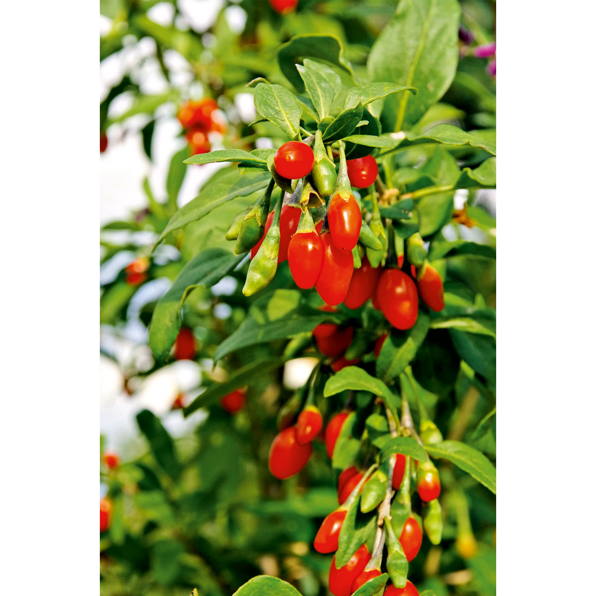 Plantiflor Goji Beere Topf Durchmesser 17 cm Bild 2