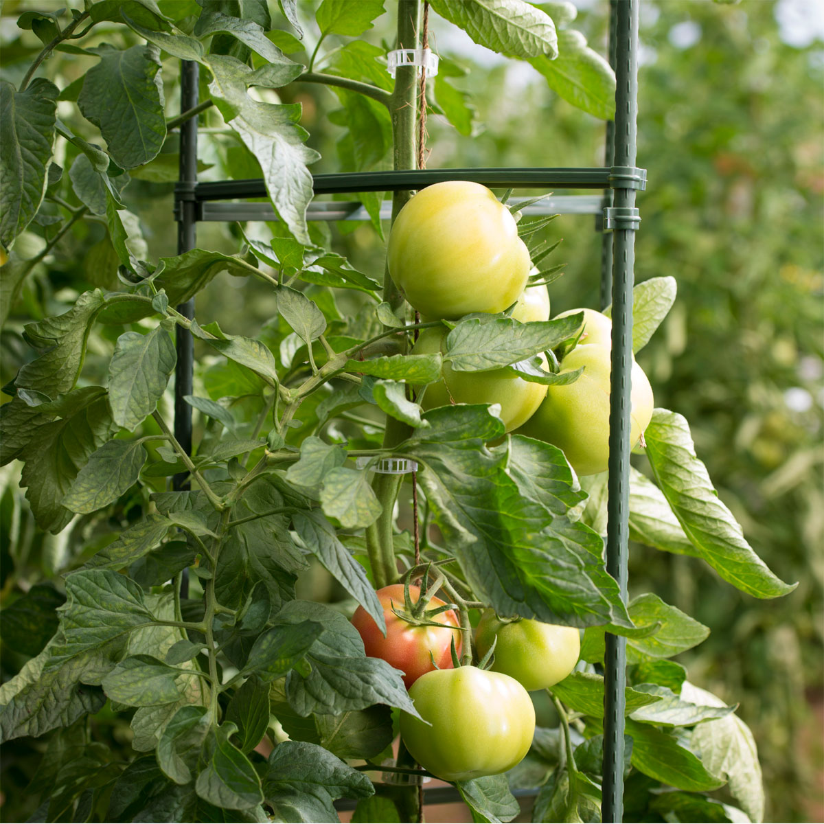 Windhager  Tomaten-Rankturm 150x30 cm Bild 4