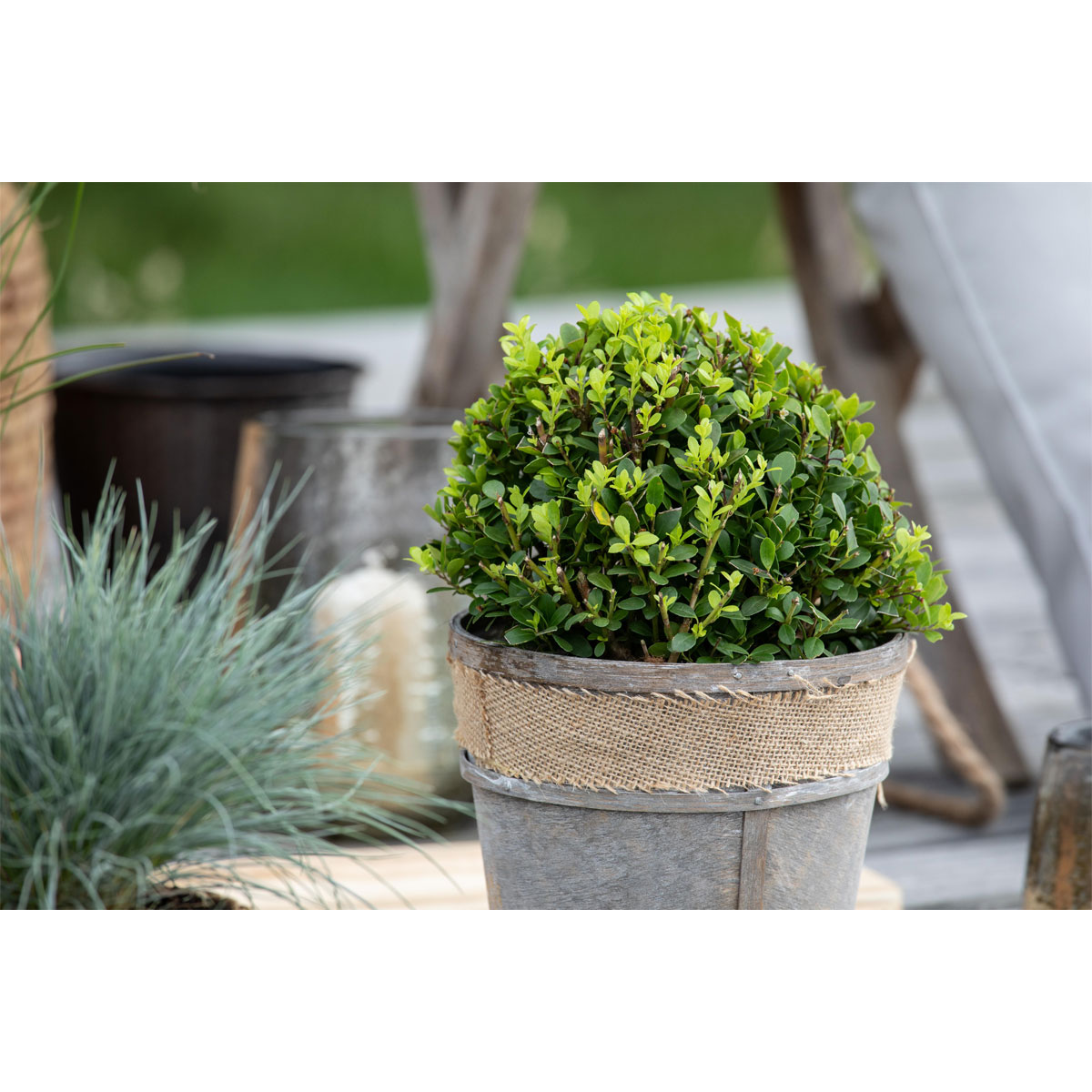 Plantiflor Amerikanische Stechpalme Kleiner Pirate Topf Durchmesser 19 cm