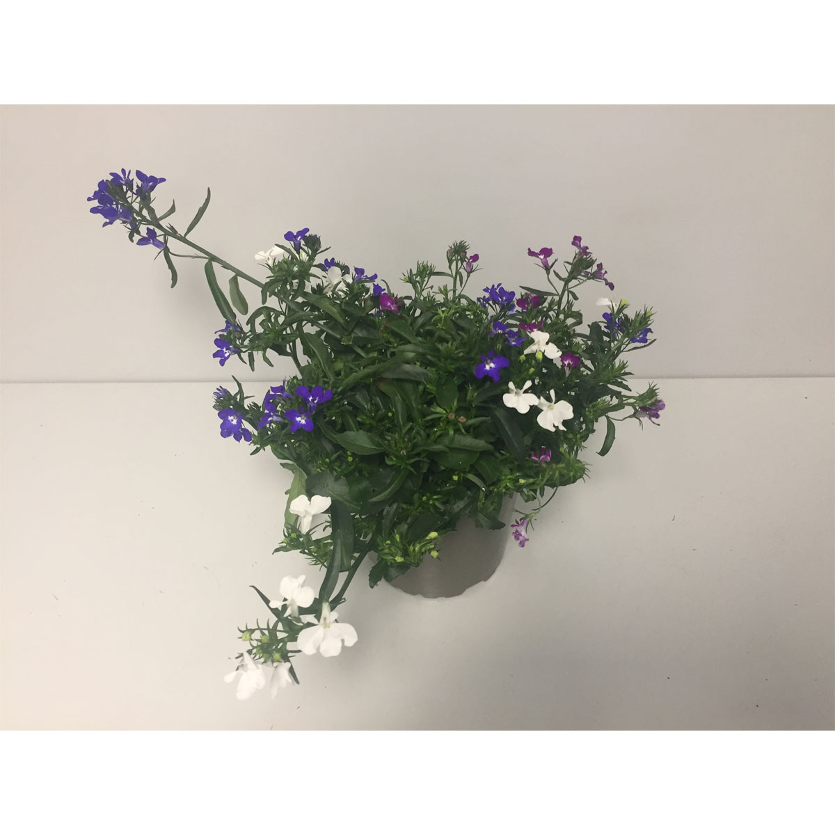 Plantiflor  Männertreu Trixie dreifarbig Topf Durchmesser 12 cm