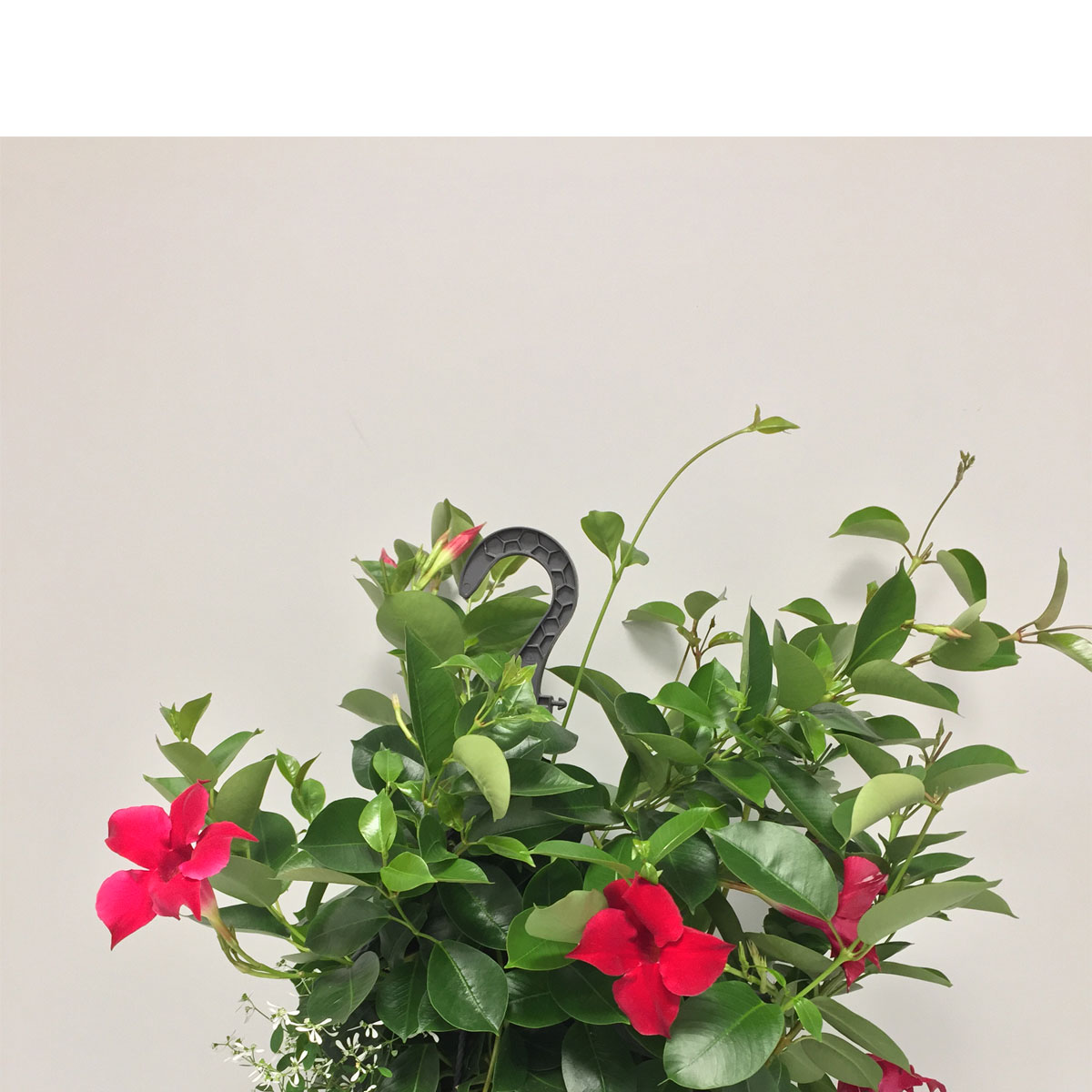 Plantiflor  Zauberschnee Ampel T27