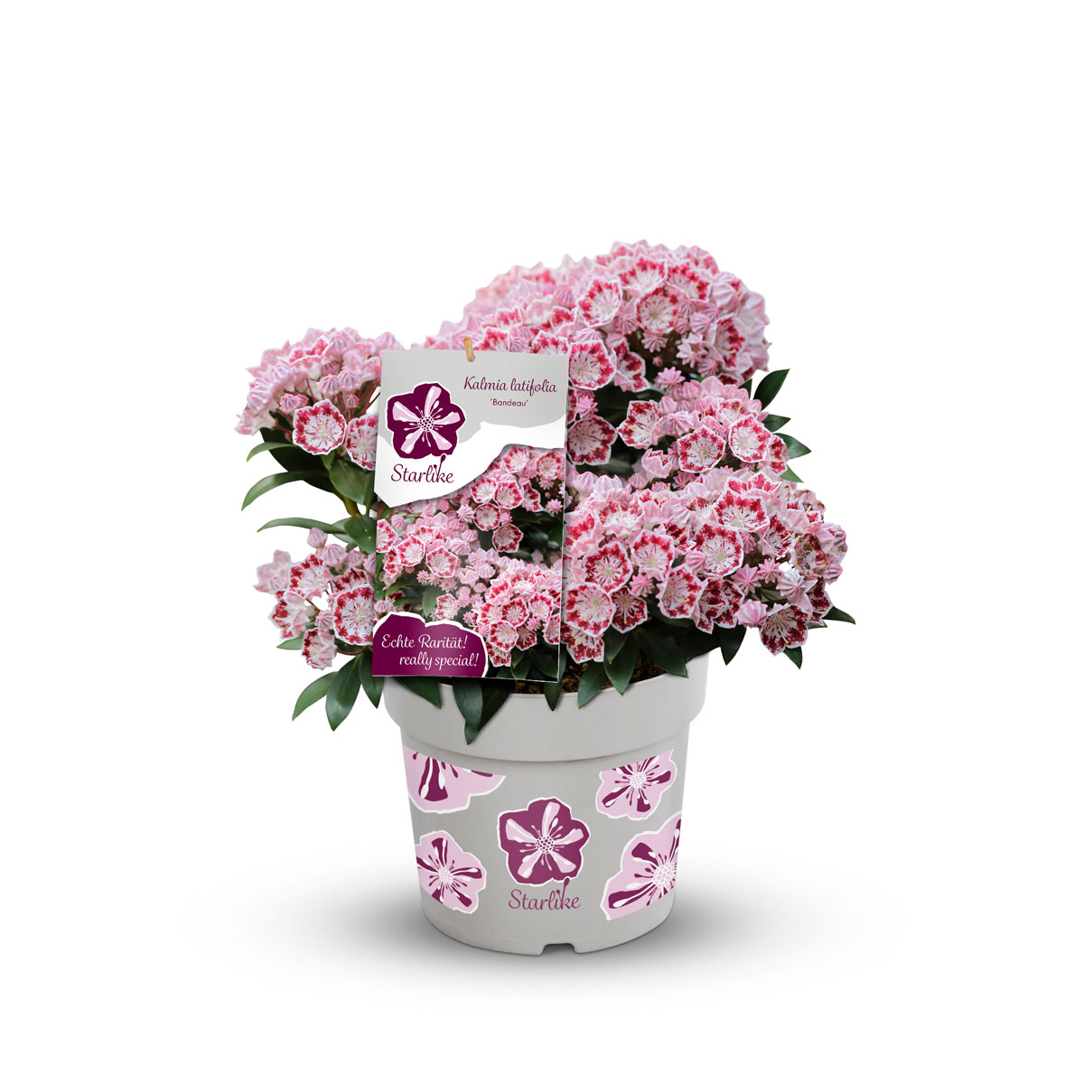 Plantiflor  Berglorbeer Topf Durchmesser 20 cm