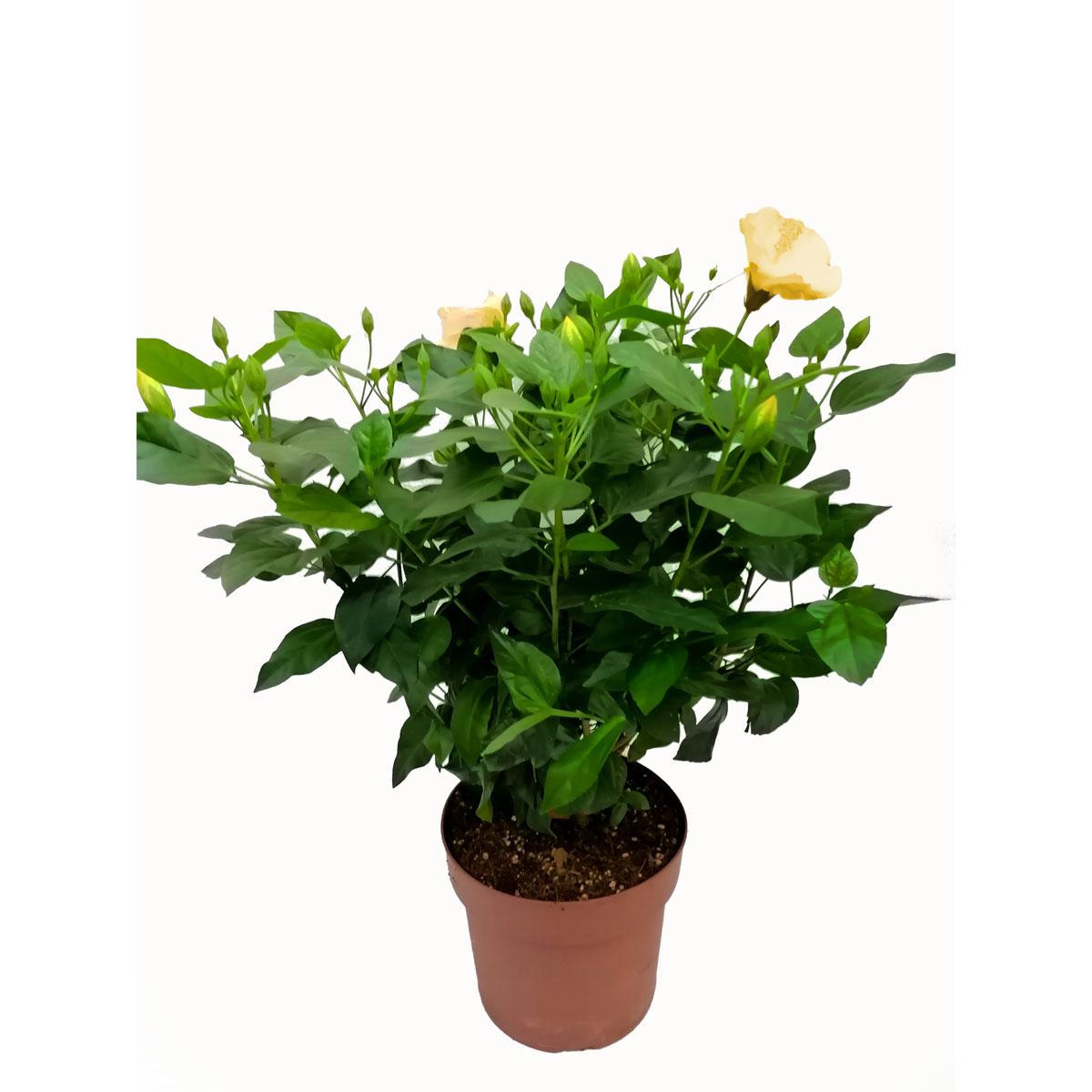 Plantiflor  Hibiskus Busch T21 Bild 2