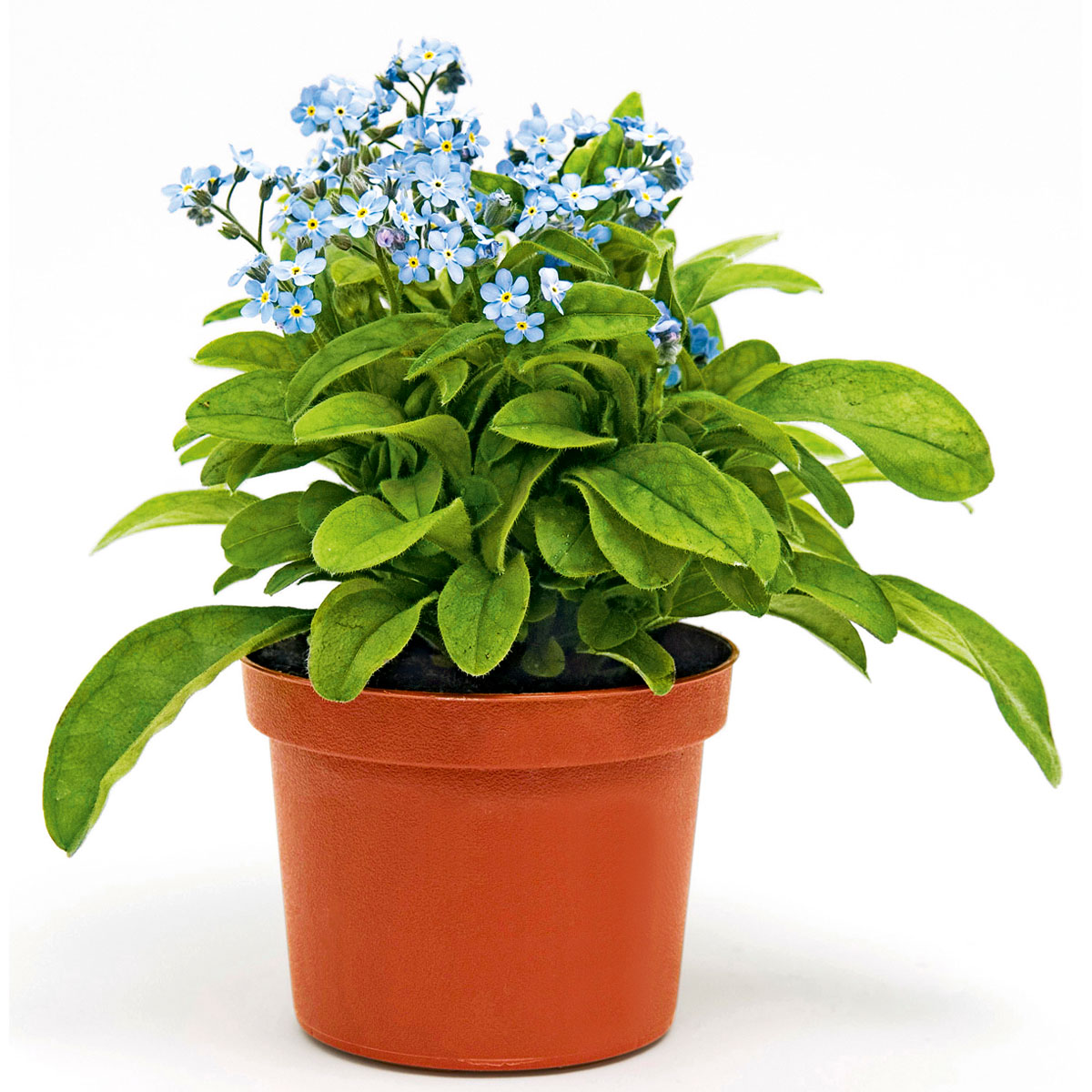 Plantiflor  Vergissmeinnicht im Topf Durchmesser 11 cm Bild 1