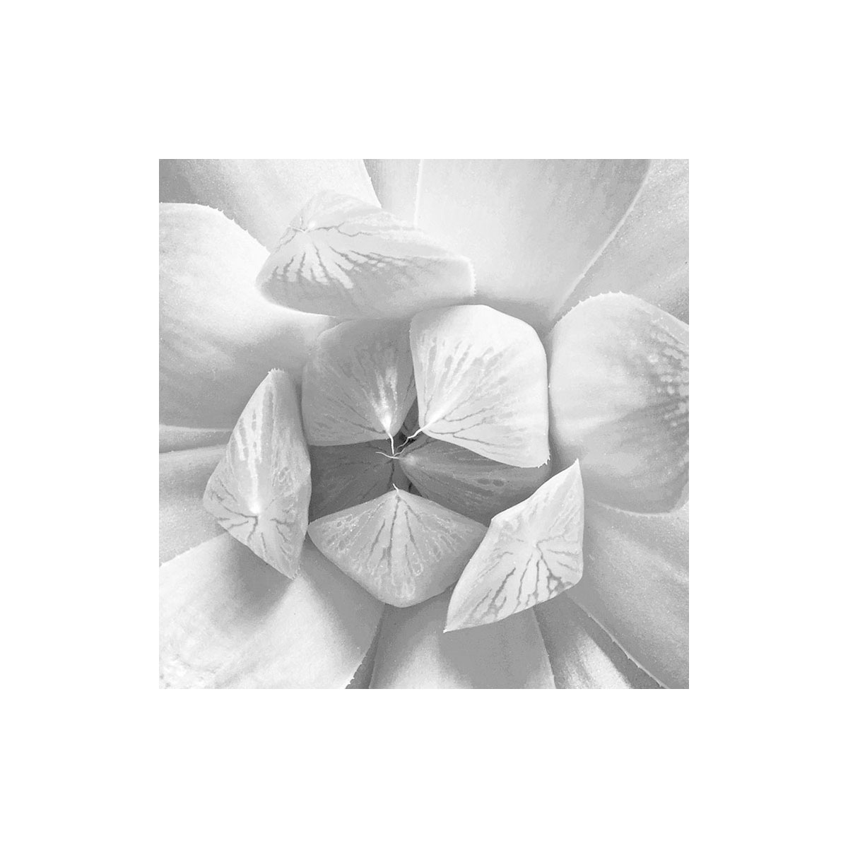 Komar  Selbstklebende Vlies Fototapete rund Echeveria Durchmesser 125 cm Bild 6