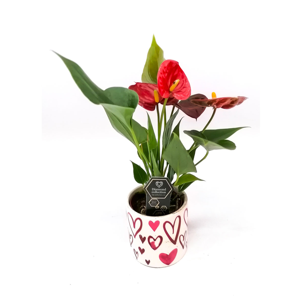 Plantiflor  Flamingoblume rot T7