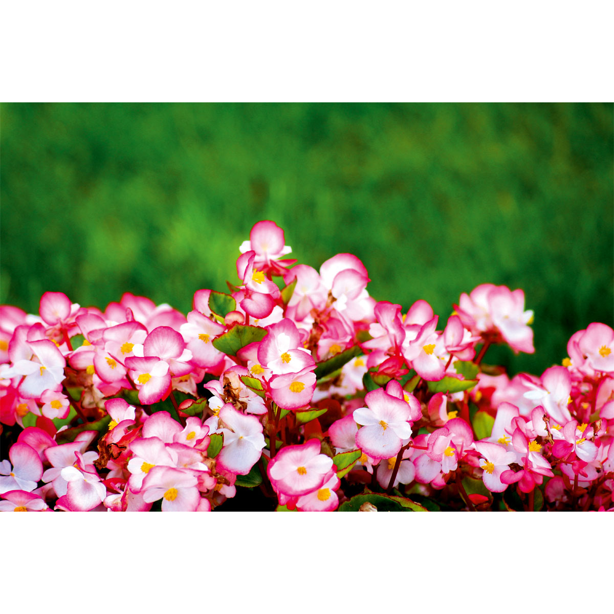 Plantiflor  Eisbegonie Topf Durchmesser 10,5 cm Bild 4