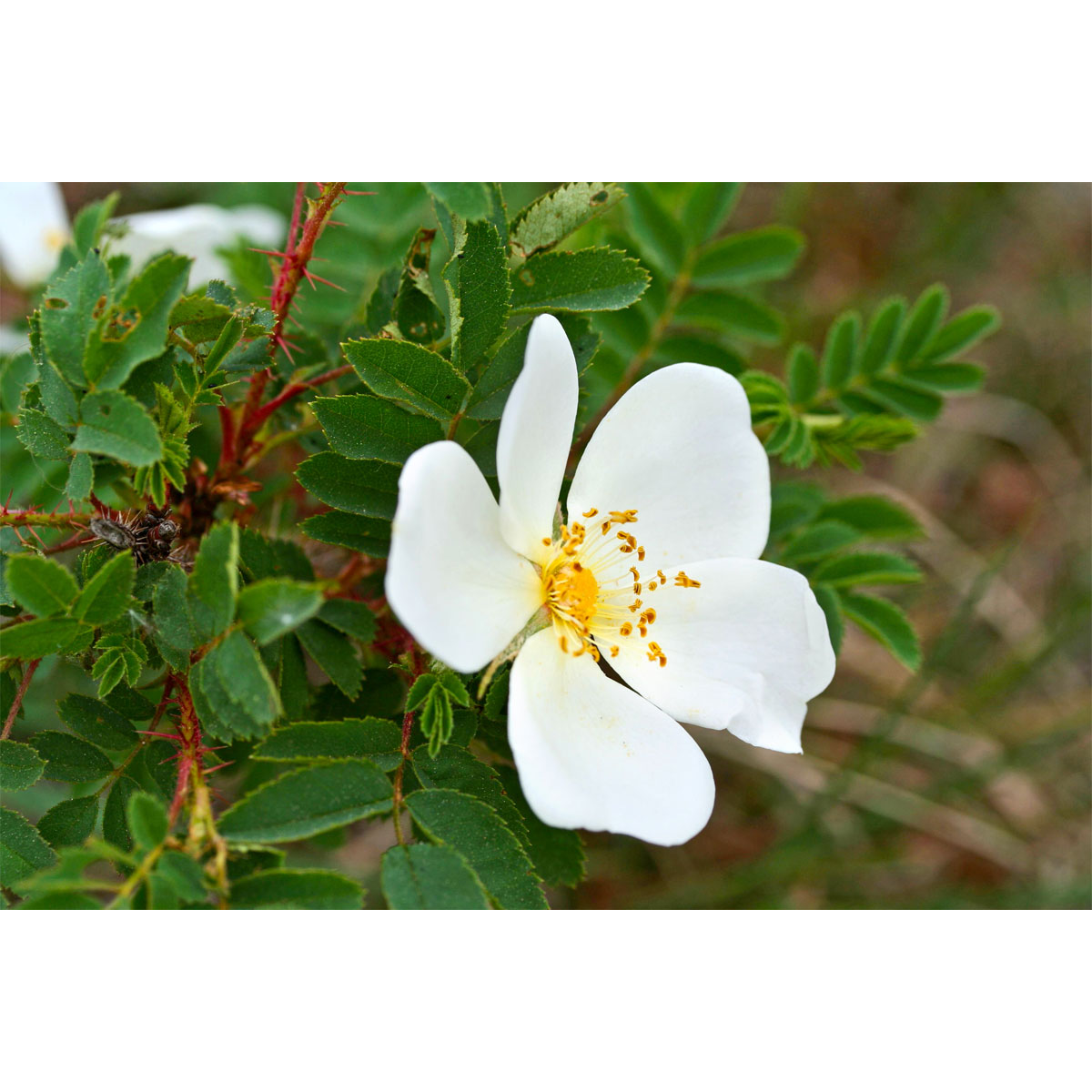 Plantiflor  Wildrose Biene Maja Topf Durchmesser 17 cm Bild 2