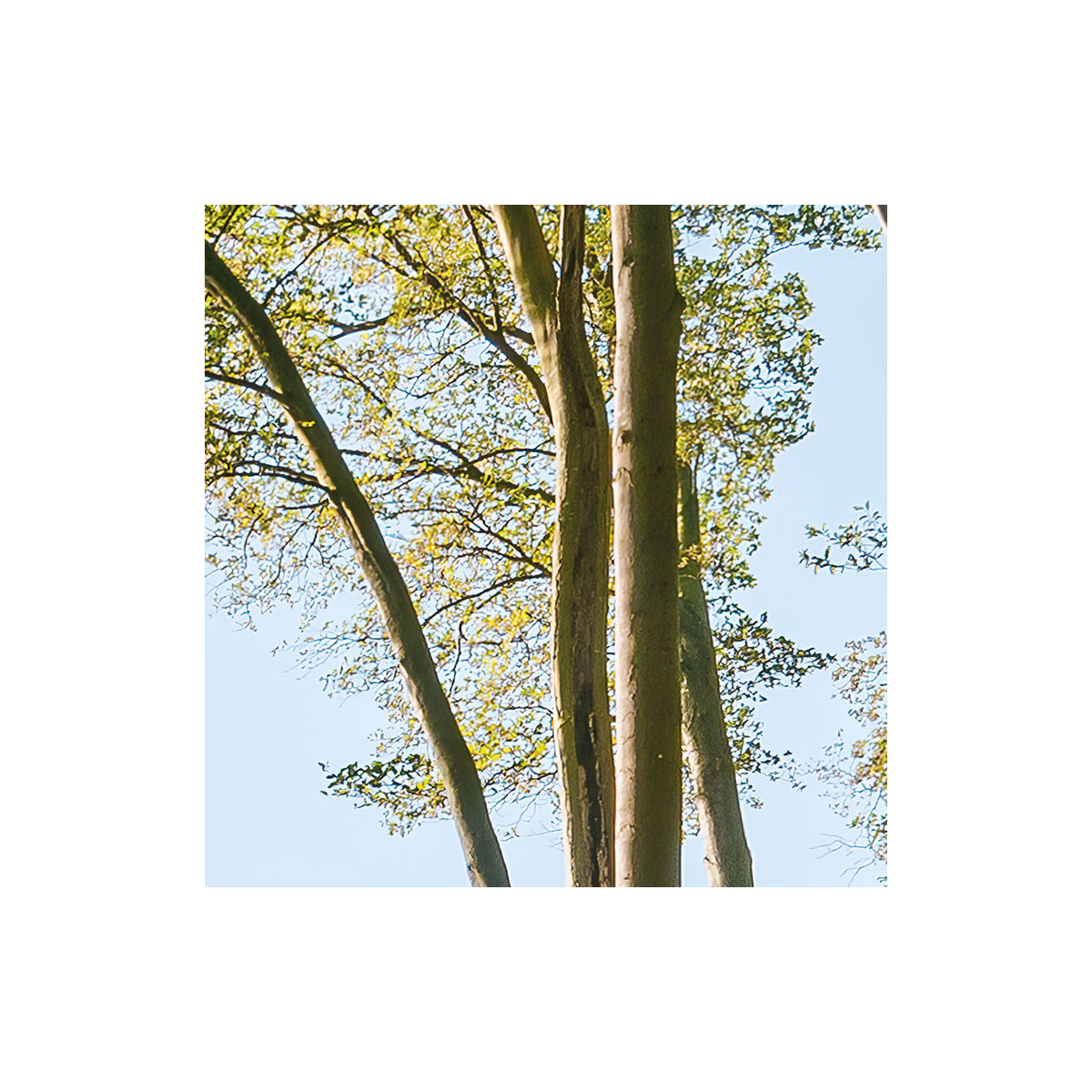 Komar  Vlies Fototapete Zauberhaftes Buchenspektakel 450x280 cm Bild 6